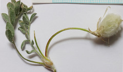 Astragalus newberryi castoreus