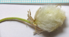 Astragalus newberryi castoreus