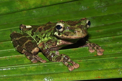Osteocephalus cabrerai