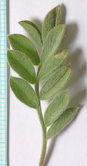Astragalus newberryi castoreus