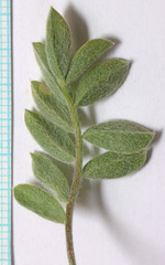 Astragalus newberryi castoreus