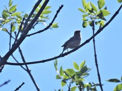 Haemorhous mexicanus