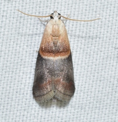 Acrobasis demotella