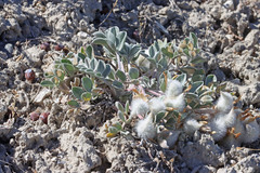 Astragalus newberryi castoreus