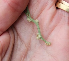 Aceria paracalifornica