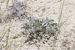 Astragalus newberryi castoreus