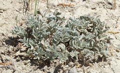 Astragalus newberryi castoreus