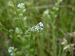 Myosotis verna