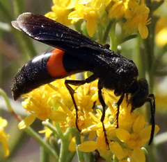 Stizoides renicinctus