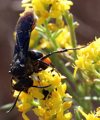 Stizoides renicinctus