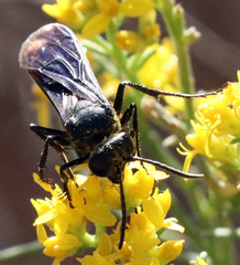 Stizoides renicinctus