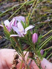 Philotheca reichenbachii