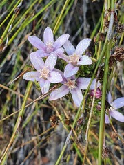 Philotheca reichenbachii