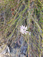 Philotheca reichenbachii