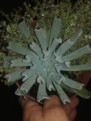 Echeveria runyonii