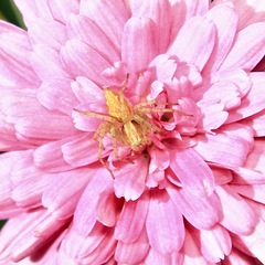 Oxyopes punctatus