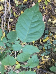 Fraxinus
