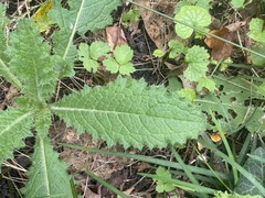 Cirsium vulgare