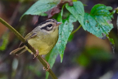 Basileuterus melanotis