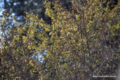 Crataegus
