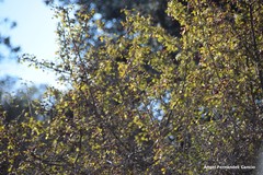 Crataegus