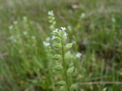 Myosotis verna