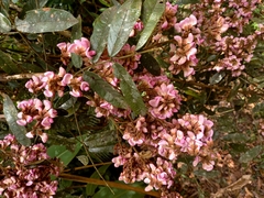 Andira
