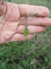 Ruellia metziae