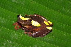 Dendropsophus bifurcus