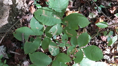 Cameraria caryaefoliella