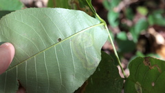 Cameraria caryaefoliella