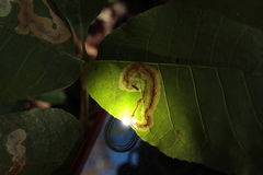 Cameraria caryaefoliella