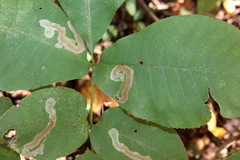 Cameraria caryaefoliella