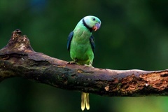 Psittacula columboides