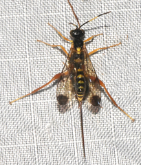 Spilopteron occiputale