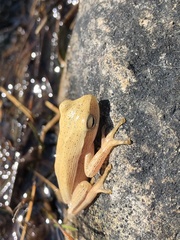 Boana leptolineata