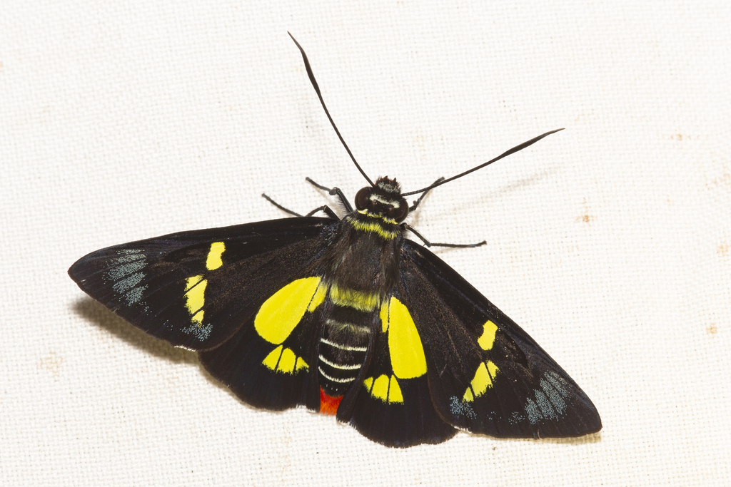 Euschemoninae