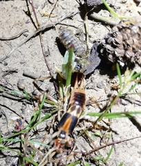 Labidura truncata