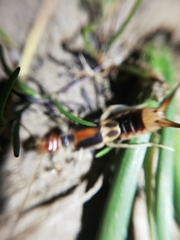 Labidura truncata