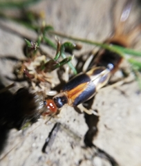 Labidura truncata