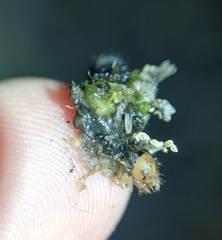 Labidura truncata