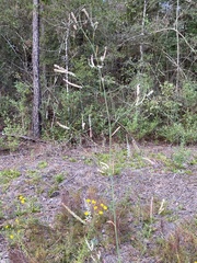 Polygonella gracilis