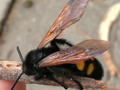 Megascolia maculata flavifrons