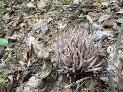 Clavaria rubicundula