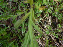 Myosotis verna