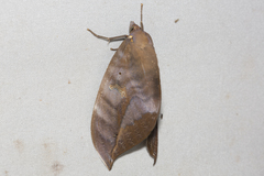 Phyllodes imperialis smithersi