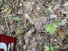 Clavaria rubicundula