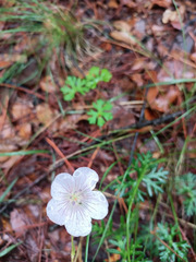 Geranium bellum