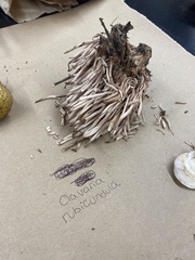 Clavaria rubicundula