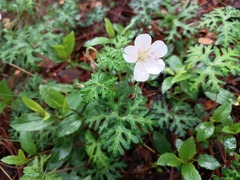 Geranium bellum